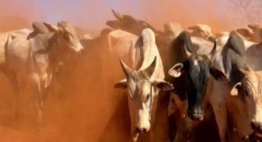 Gene-Edited Beef Cattle Get Regulatory Clearance In US