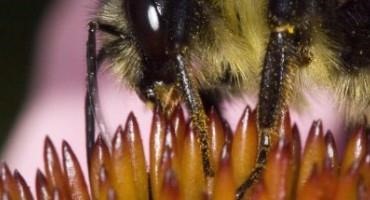 The Pollinating Power of Bumble Bees