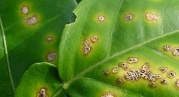USDA Confirms Citrus Canker in a South Carolina Nursery and Takes Action to Collect and Destroy Affected Plants