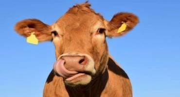 Heat Stress For Cattle May Cost Billions By Century's End