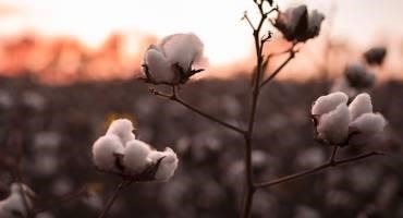 Cotton Seeding Rate Calculators
