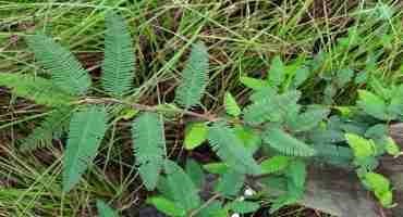 Benefits of Overseeding Aeschynomene to Livestock Grazing Systems