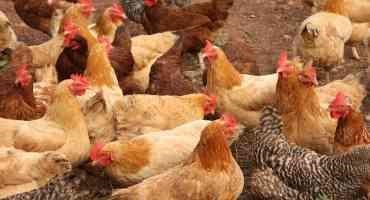 Protecting Backyard Poultry Flocks