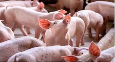 Are you Ready for African Swine Fever?