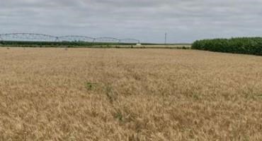 Hard Red Spring Wheat Water Use