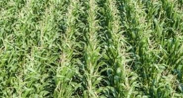 Nebraska Crop Values Rise 31% for 2021