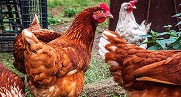 USDA Confirms Highly Pathogenic Avian Influenza in Kansas and Illinois