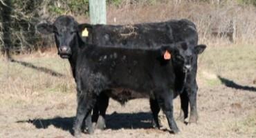 Why Buyers Pay More for Castrated Calves?