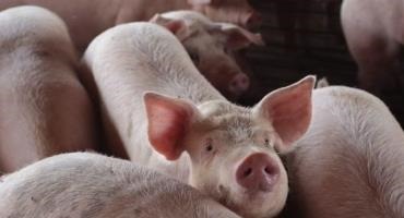 A Common Swine Drug, Banned In Canada, Australia, And The EU, Is Now Under Review By The FDA