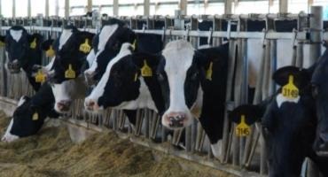 Ohio Dairy Action Group Formed To Talk Policy, Farm Bill
