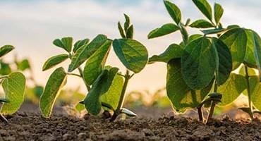 Deregulation of Soybean Developed Using Genetic Engineering