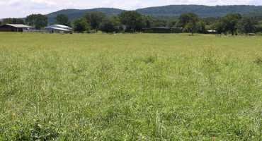 Weed Management for Spring Forages