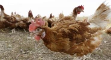 Bird Flu Case Forces Killing Of 5.3 Million Chickens In Iowa