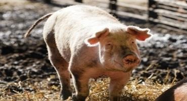More Illinois Pork Producers Are Making Their Operations More Sustainable. Here's How