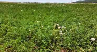 Alfalfa Herbicide Considerations