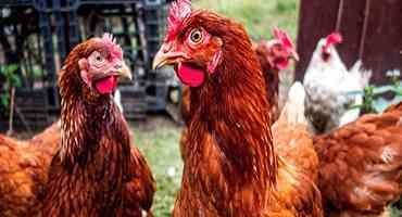 USDA Confirms Highly Pathogenic Avian Influenza in a Non-Commercial Backyard Flock (Non-Poultry) in Nebraska