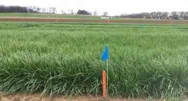 Glyphosate Is Necessary to Control Annual Ryegrass