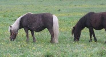 Transitioning Horses to Spring Grazing