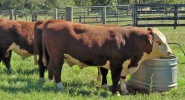 Beef Cattle Genetic Selection Terminology