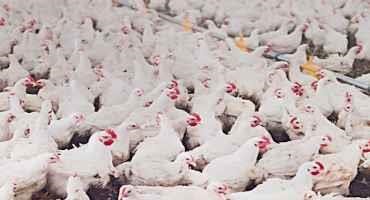 Poultry Biosecurity Measures Imperative During Current Avian Influenza Outbreaks