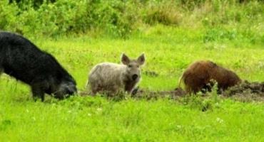 New Feral Swine Research Helps Pinpoint Anthrax Risk Zones