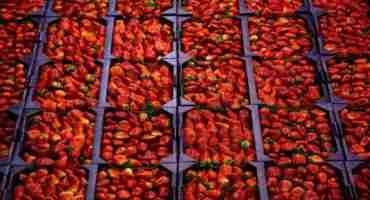 Recent Dry Weather Conditions have helped Florida’s Strawberries Fend off a Devastating Fungus