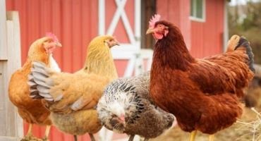 Missouri and National Farms Face Infections of Avian Flu Strain Among Livestock