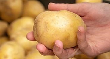 Prince Edward Island Table Stock Potato Imports to Resume into The United States