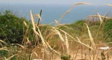 The Hardy Wild Grass that could Save our Bread