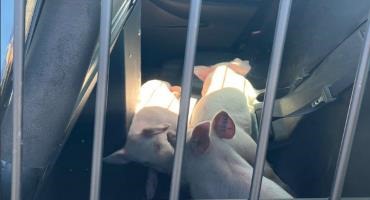 Cops catch escaped piglets
