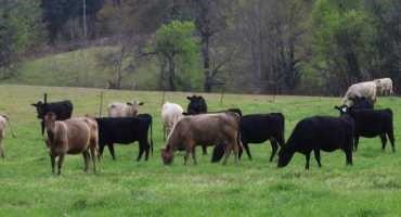 Getting Ready for Spring and Summer Grazing