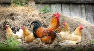 Ontario’s poultry industry institutes heightened biosecurity measures