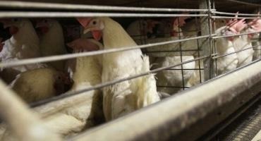 Latest Bird Flu Outbreaks Lead To Ban On Poultry Shows/Auctions