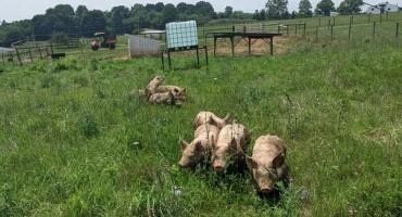 Pasture Management Systems for Swine: A Historical Perspective