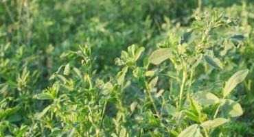 Pasture and Forage Minute: Improving Alfalfa Yields, Nutritional Quality