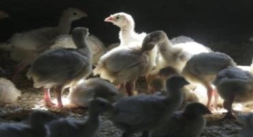 Poultry Sales, Exhibits Temporarily Banned Due To Bird Flu