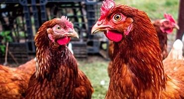 USDA Confirms Highly Pathogenic Avian Influenza in Massachusetts, Wyoming, North Carolina, Ohio and North Dakota