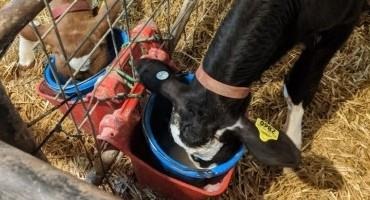 Questions to Consider Before Disbudding Calves