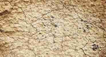 Soil Microorganisms Found to Respond to Global Warming by Reducing Protein Synthesis