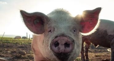 From Poop To Power: Partnership Turns Pig Manure Into Energy