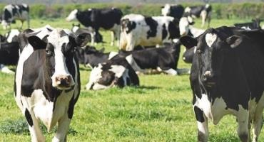 Federal Legislation Would Relieve Supply Chain Stress For Michigan Dairy Producers