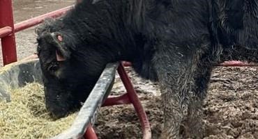 Don’t Let the Performance of Your Cattle Get Stuck in the Mud