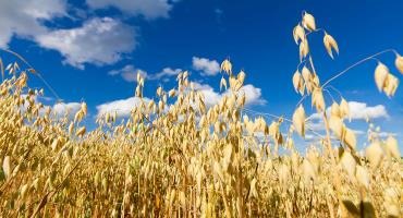 Grain Farmers of Ontario call for action on supply chain issues