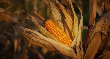 Ontario corn predicted to be a record in 2022