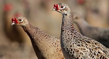 USDA Confirms Highly Pathogenic Avian Influenza in Texas