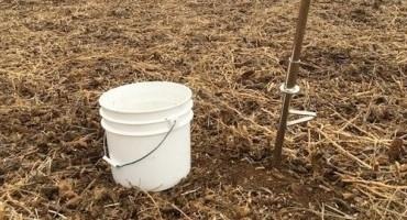 Spring is Here: Test Your Field for Soybean Cyst Nematode