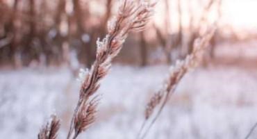 Critical Benefits of Snowpack for Winter Wheat are Diminishing