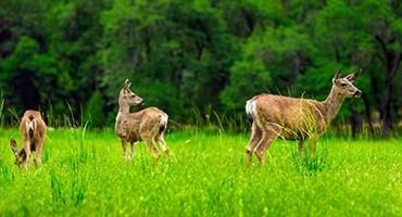 APHIS Announces Availability of Funding to Control and Prevent Chronic Wasting Disease