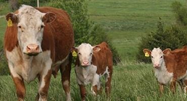K-State Veterinarian Shares Tips to Prepare Cattle for Summer