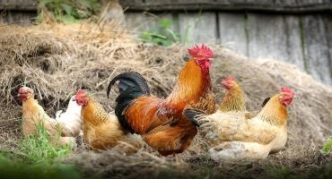 Ontario takes more action for poultry protection vs avian influenza
